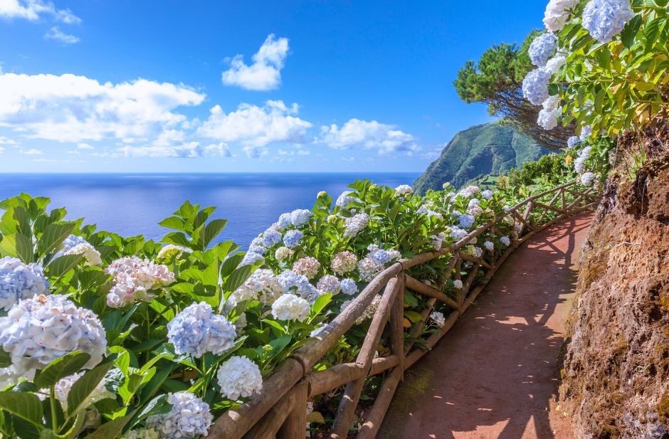 hydrangeas on trails - Peekture