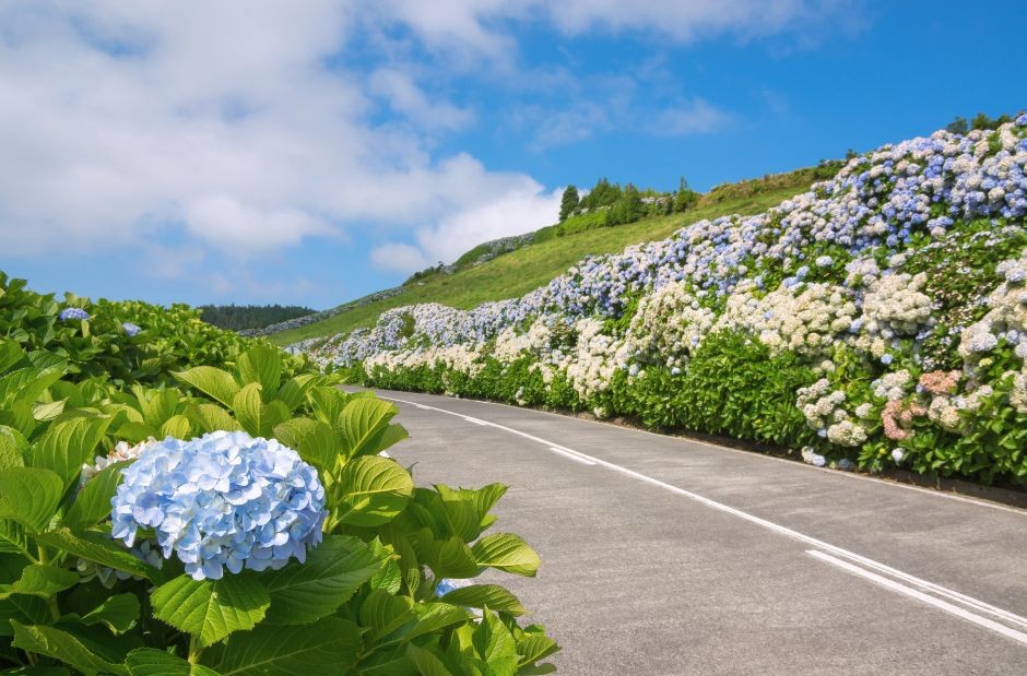 hydrangeas along roads - Peekture